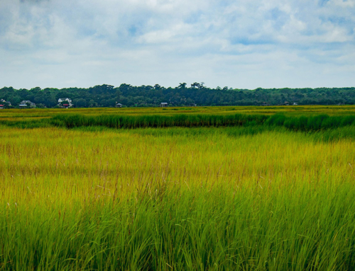 Knowles Island marsh expedition